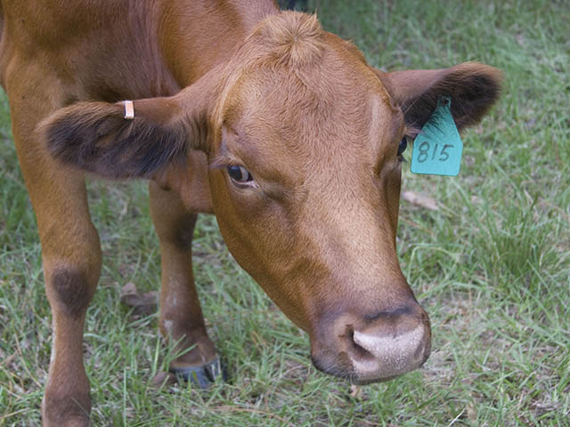 Cattle face warts is a treatable, but contagious condition. It underscores why new animals on the farm should be quarantined.